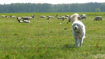 Herdenschutzhund und Schafherde stehen hinter einem stromführenden Weidenetzzaun