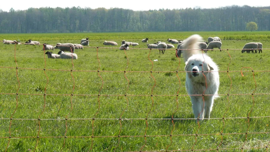 Herdenschutzhund und Schafherde stehen hinter einem stromführenden Weidenetzzaun