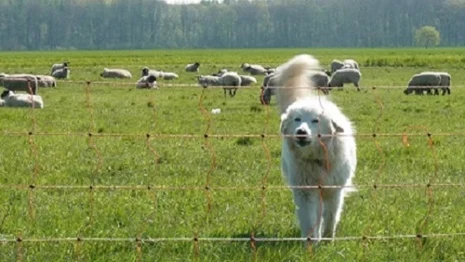 Herdenschutzhund