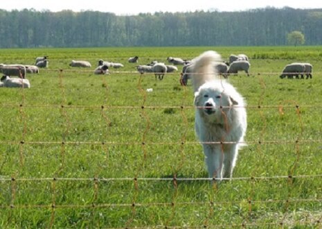 Herdenschutzhund