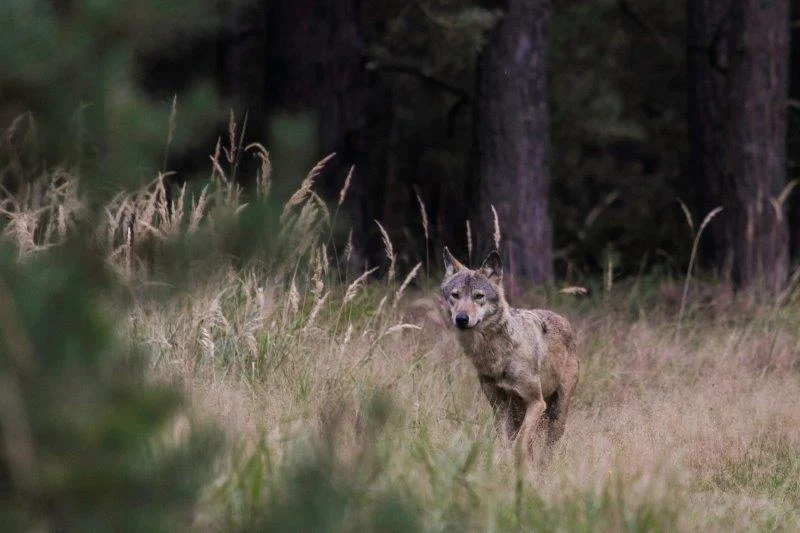 Wolf Wiese