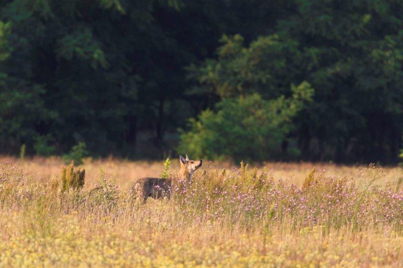 Wolf nimmt Witterung auf