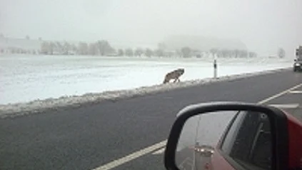 Wolfsichtung Auto