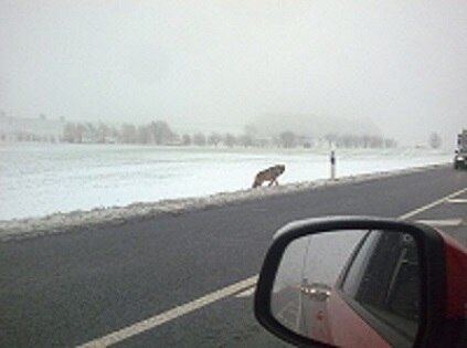 Wolf läuft über Straße 