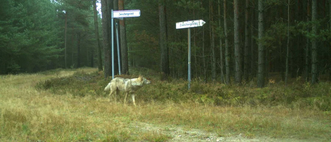 Wolf steht auf Wegkreuzung auf dem Truppenübungsplatz Oberlausitz