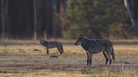 Zwei Wölfe in offener Flur