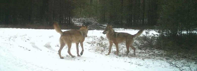 Zwei Wölfe im Winterwald