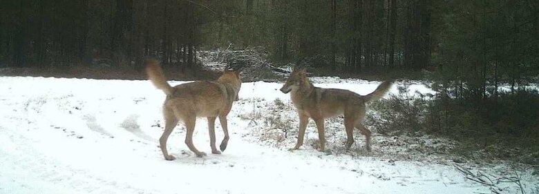 Zwei Wölfe im Winterwald