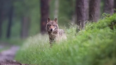 Wolf Weg Sichtung