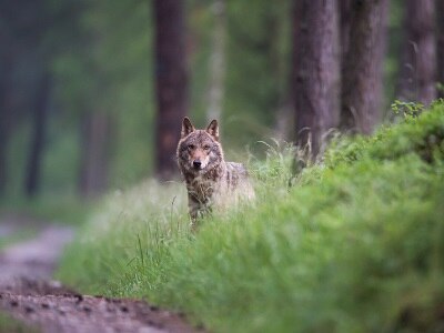 Wolf Weg Sichtung