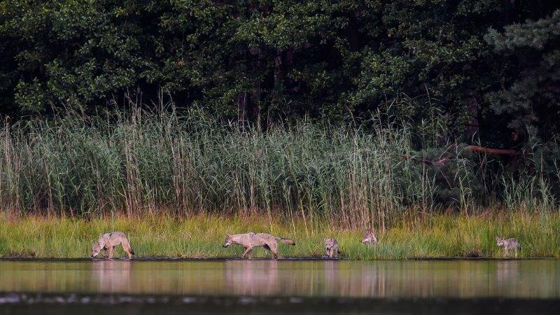 Rudel Wölfe im Wasser