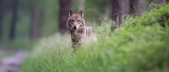 Wolf steht auf Waldweg