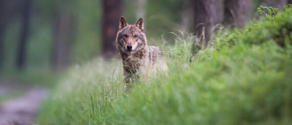 Wolf steht auf Waldweg