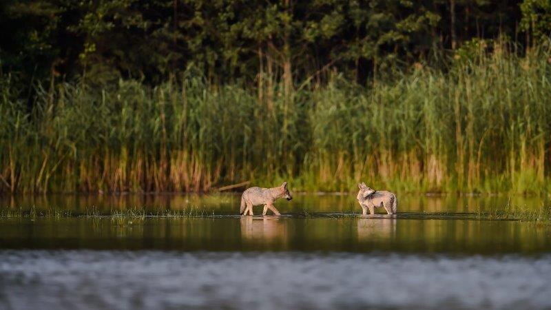 Welpen spielen im Wasser