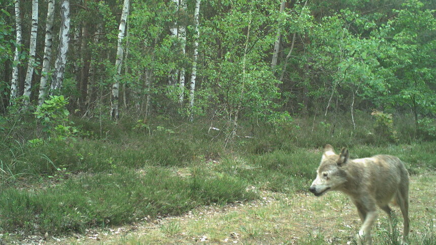 Die alte Fähe (GW180f) im Mai 2024, gut erkennbar am sehr hellen Gesicht und dem Schlitz im linken Ohr.