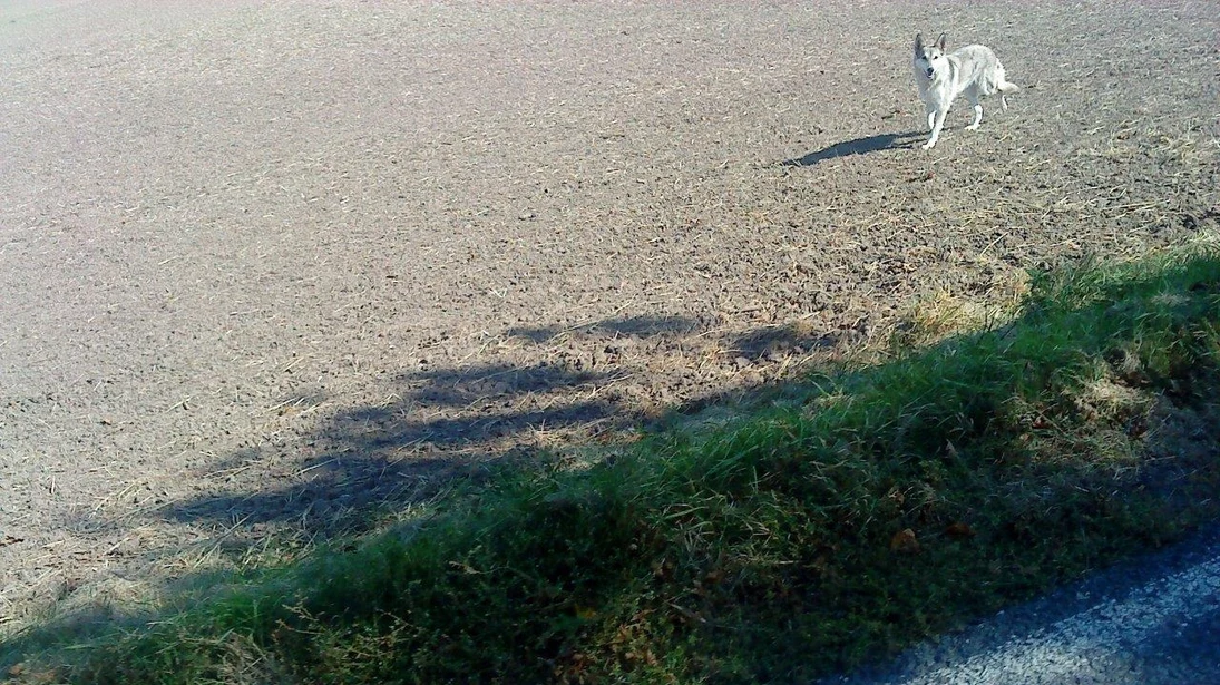 Wolfähnlicher Hund auf Feld