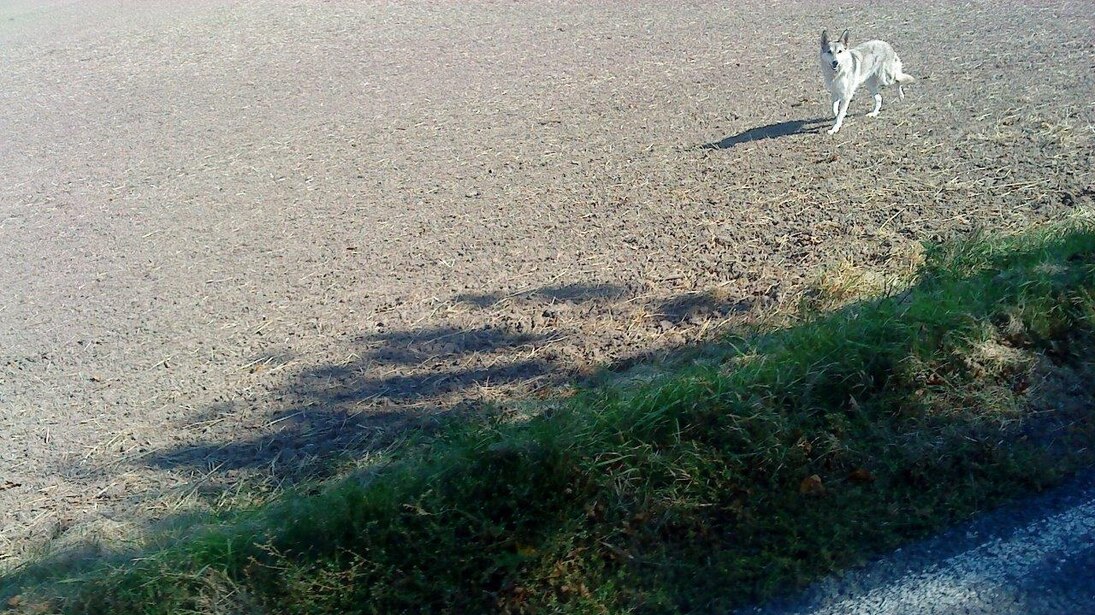 Wolfähnlicher Hund auf Feld