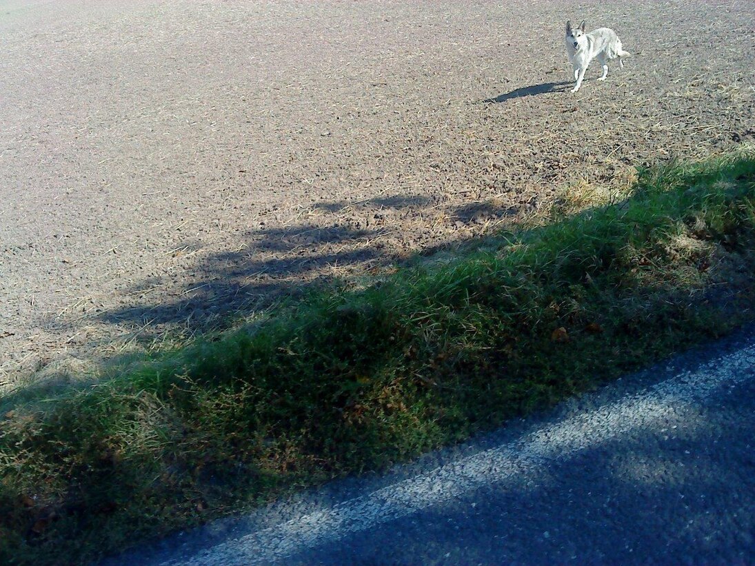 Wolfähnlicher Hund auf Feld