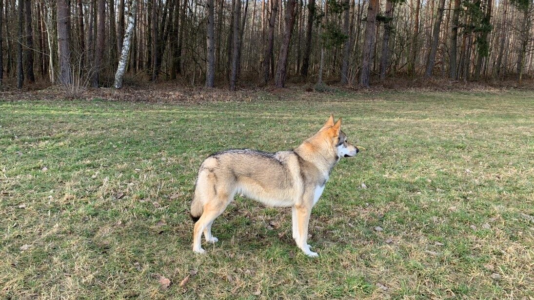 Wolfshund auf einer Wiese