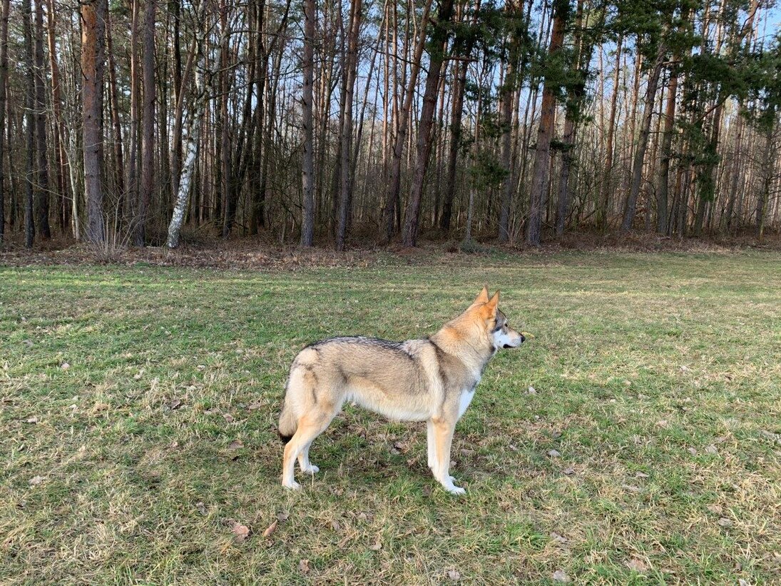 Wolfshund auf einer Wiese