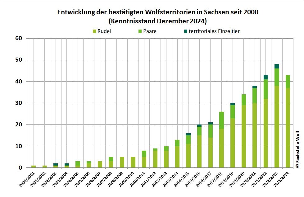 Balkendiagramm mit Angabe der bestätigten Rudel, Paare und territorialen Einzeltiere in Sachsen pro Monitoringjahr von 2000/2001 bis 2021/2022 