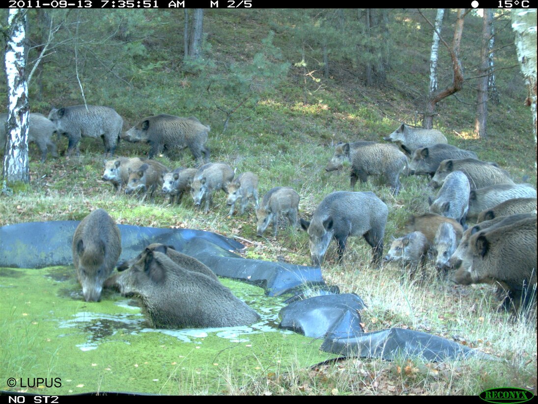 Wildschweine suhlen sich