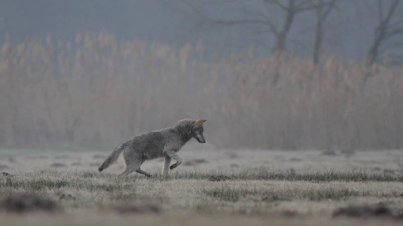 Wolf Jagd Maus