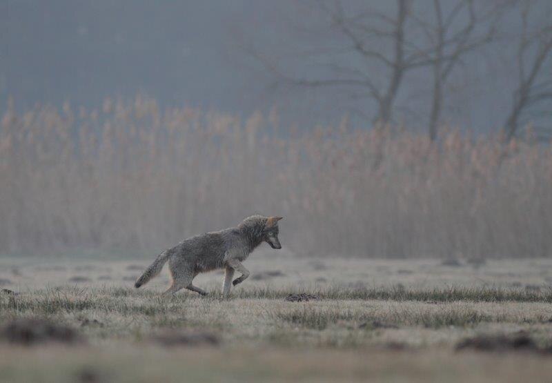 Wolf Jagd Maus