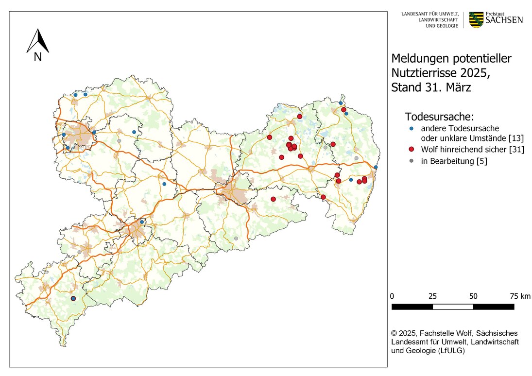 Karte von Sachsen mit Darstellung der gemeldeten Nutztierübergriffe nach Ortsangabe bis Stand 31. März 2025