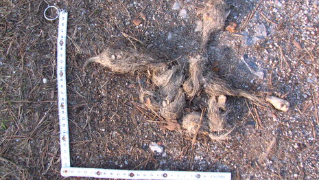 Der Kothaufen eines Wolfes mit Zollstock daneben