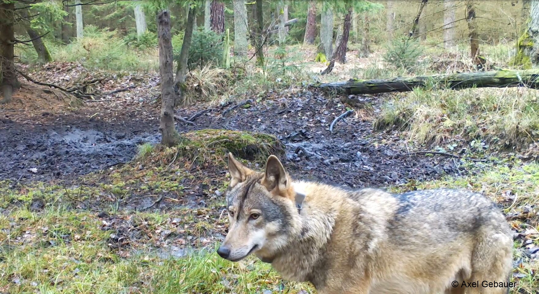 Wolf MT7 Hans ist im Daubaner Wald zu sehen