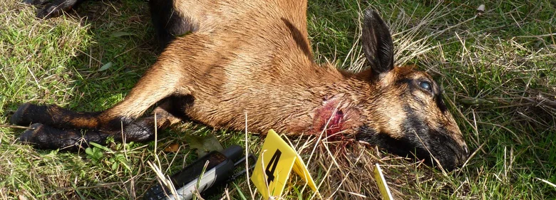 Totes Schaf bei Rissbegutachtung