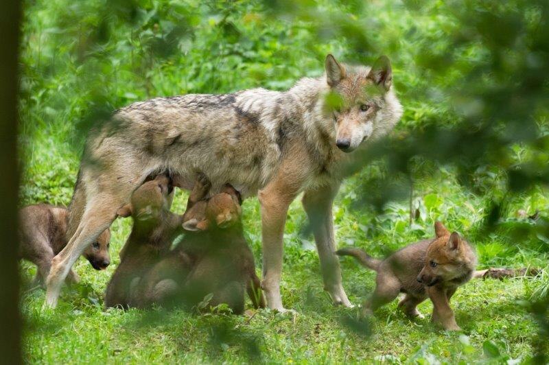 Lebensweise und Ökologie des Wolfs Wolf in Sachsen sachsen.de