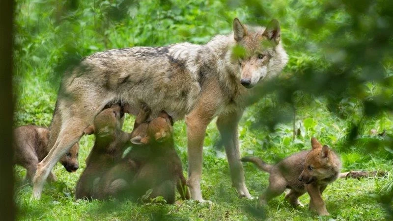 Wolf säugt Wlpen