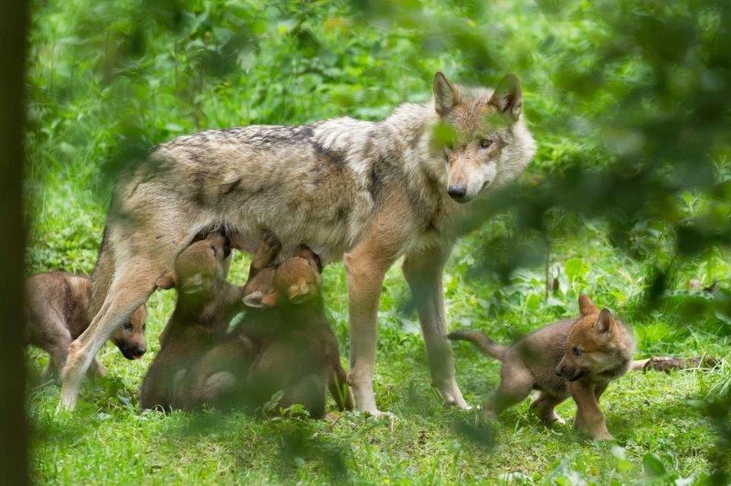 Wolf säugt Wlpen