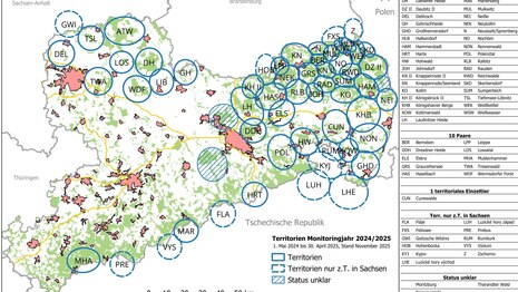 Karte von Sachsen mit den Wolfsterritorien eingezeichnet