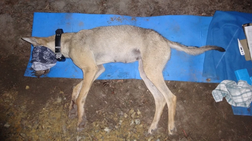 Wolf liegt betäubt auf Isomatte, mit verbundenen Augen und hat bereits den Halsbandsender um.