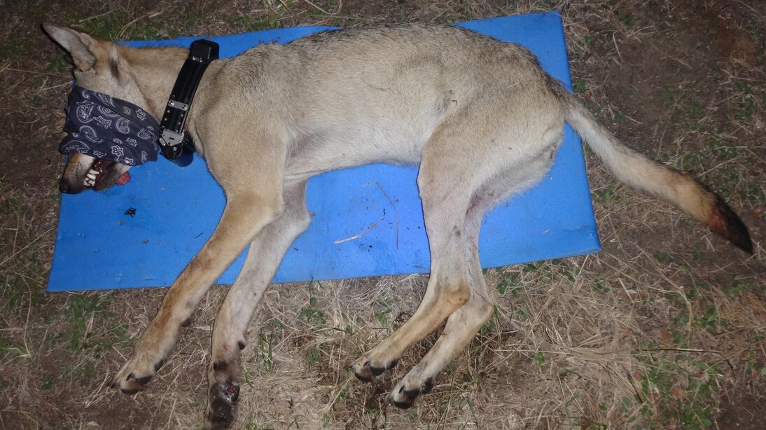 Betäubter Wolf liegt auf Isomatte mit verbundenen Augen und hat bereits den Halsbandsender um
