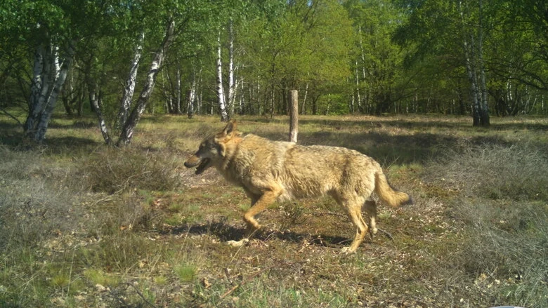Wolf MT7 läuft über Offenfläche an Wildkamera vorbei