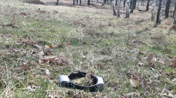 Der zerbissene Halsbandsender von FT13 liegt im Wald auf dem Boden.