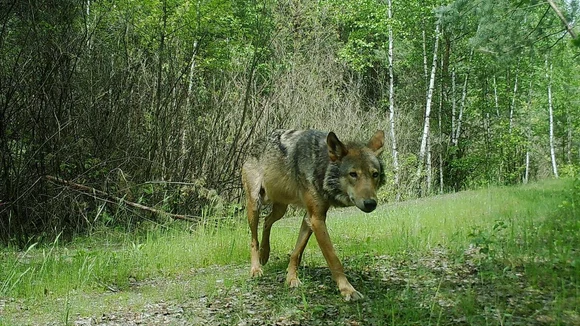 Wolf MT8 läuft über einen Waldweg und schaut dabei in die Wildkamera