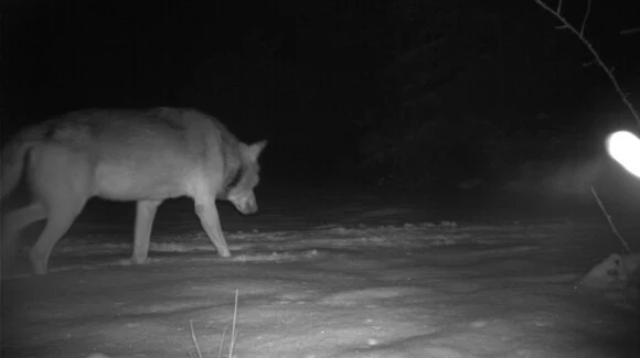 Wolf MT8 läuft durch den Schnee in einer bereits bestehenden Spur.