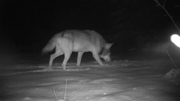 Wolf MT8 läuft durch den Schnee und senkt den Kopf