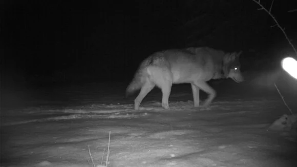 Wolf MT8 läuft durch den Schnee und schaut nach rechts