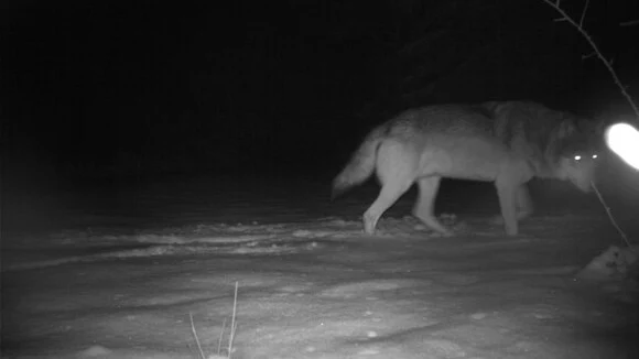 Wolf MT8 läuft durch den Schnee und interessiert sich für eine Stelle am Bildrand