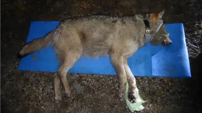 Wolf FT15 liegt betäubt und mit verbundenen Augen auf einer Isomatte