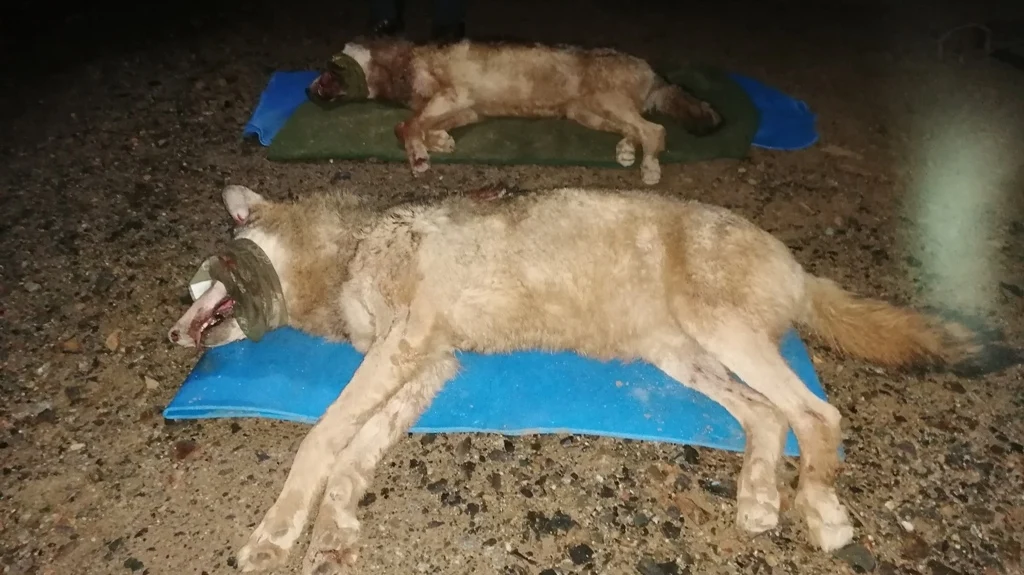 Zwei Wölfe liegen betäubt und mit verbundenen Augen auf Isomatten