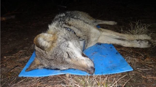 Wolf liegt betäubt auf einer Isomatte
