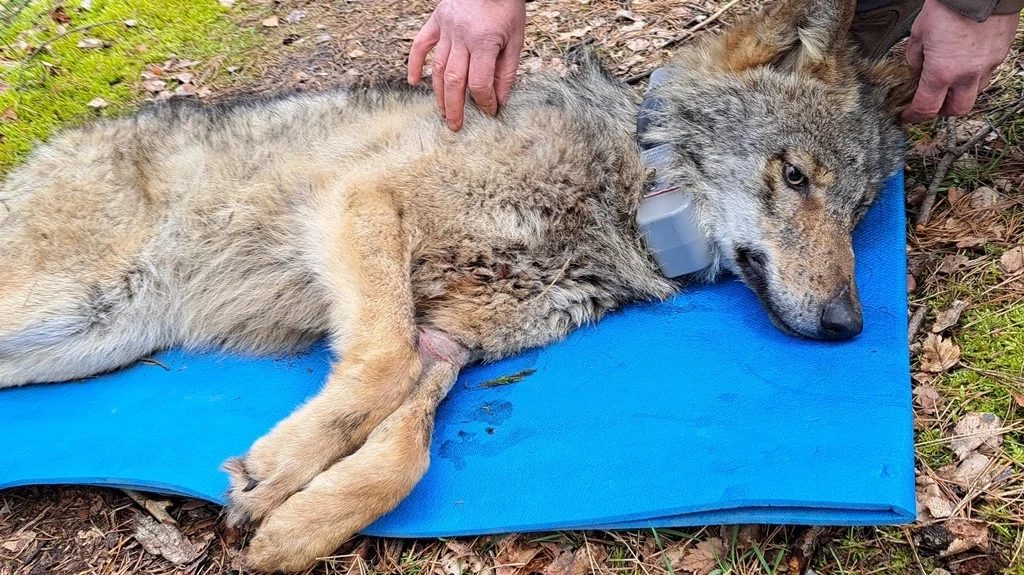 Wolf FT20 liegt betäubt auf Isomatte kurz vor dem Aufwachen. An ihrem linken Vorderbein sieht man die vom Tierarzt behandelte Wunde.