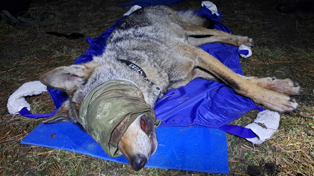 Wolf FT21 liegt betäubt und mit verbundenen Augen auf einer Isomatte